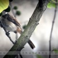 img_5241ecopy