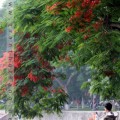 hoaphuong2011-1 hoaphuong2011-1