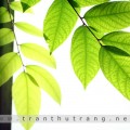 laxanh04