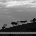 img_9643ccopy1
